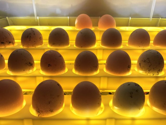Яйца хранят в ячейках, помещая их острым концом вниз, примерно под углом 45°