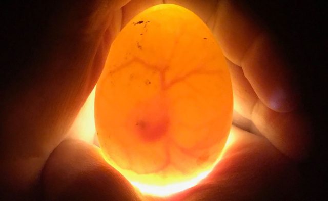 Для ранней выбраковки неоплодотворённых яиц их проверяют при помощи овоскопа
