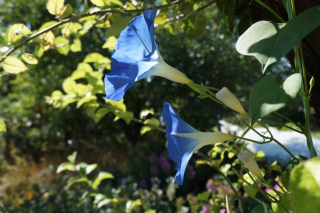 Ипомея трехцветная имеет самые крупные цветки около 10 сантиметров в диаметре небесно-голубого оттенка