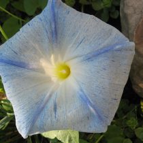 Самый популярный сорт «Летающая тарелка» с цветками белой окраски и голубыми штрихи, но трубка при этом тоже желтая