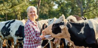 Запуск коровы: как отправить буренку в декрет и сохранить ей здоровье