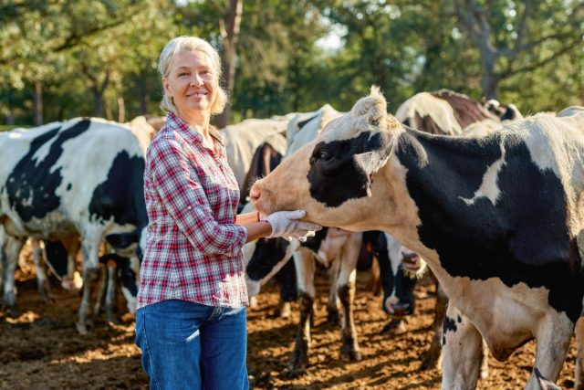 Запуск коровы: как отправить буренку в декрет и сохранить ей здоровье