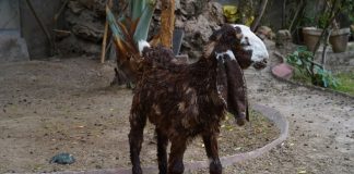 10 самых необычных и эффектных пород коз