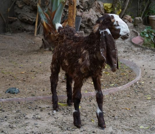 10 самых необычных и эффектных пород коз