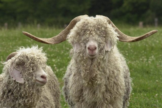 Ангорские козы достаточно крупные, с длинной волнистой или курчавой шерстью, свисающей почти до земли