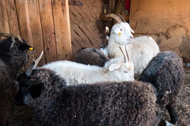 Оренбургские козы - главный источник качественного пуха для одноименных пуховых платков