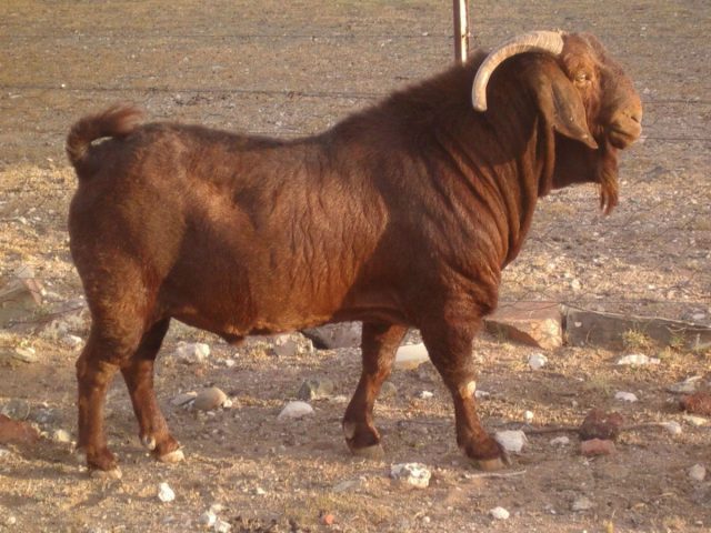 Калахарская порода коз считается самой выносливой и неприхотливой в мире