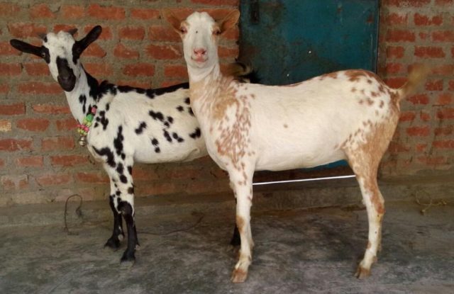 Барбари - мясо-молочная порода с необычной пятнистой окраской родом из Сомали