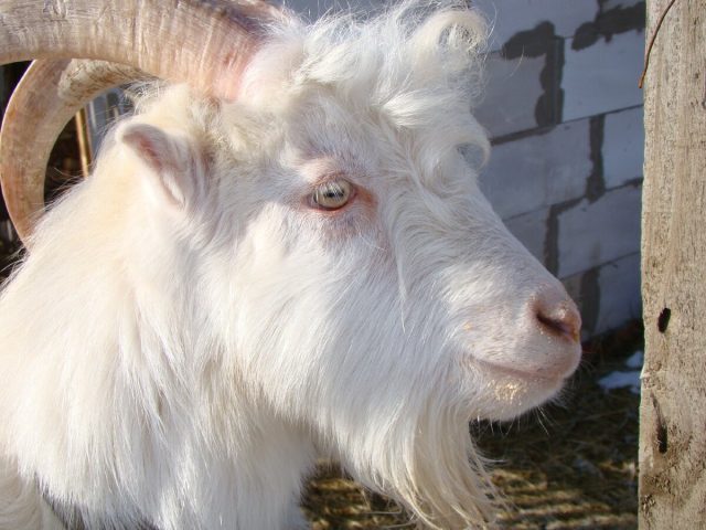 Молочная порода, выведенная американскими селекционерами, с необычным внешним видом - у коз ламанча очень короткие ушки