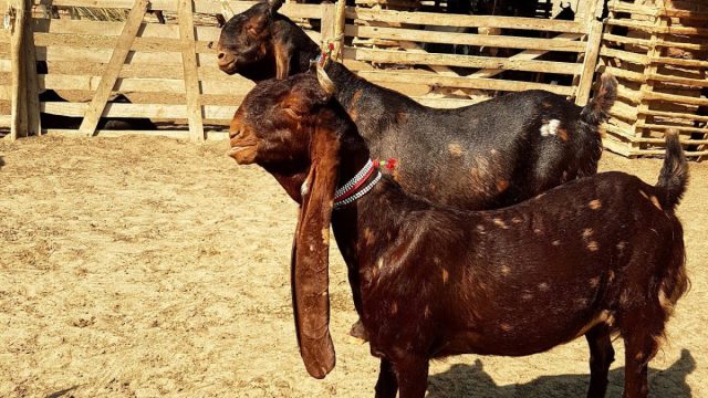 Камори достаточно крупные “горбоносые” козы с очень длинными (до 45 см) свисающими ушами