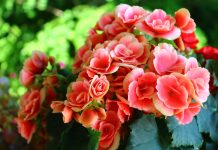 12 лучших цветущих растений для дома