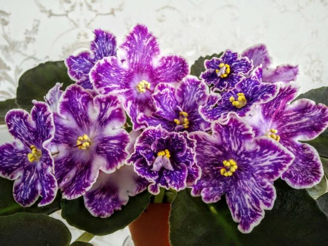 Хотя африканские фиалки (Saintpaulia) известны яркими фиолетовыми цветками, существует великое множество сортов с розовыми, пурпурными, синими и белыми цветками