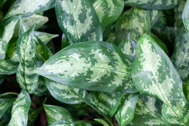 Аглаонема, как и многие другие тропические растения, любит высокую влажность воздуха (60% и более). Поэтому ей показаны регулярные опрыскивания теплой водой из пульверизатора и купание под душем.