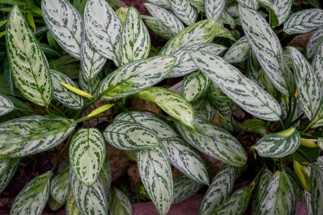 «Силвер Квин» (Aglaonema commutatum ‘Silver Queen’) – самый распространенный сорт с серебристо-зеленым окрасом листьев и зелеными прожилками.