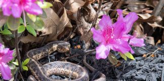 Без яда: как отпугнуть змей с участка экологичными методами