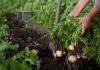 Частые ошибки при выращивании картофеля — как не лишиться урожая