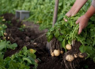 Частые ошибки при выращивании картофеля — как не лишиться урожая