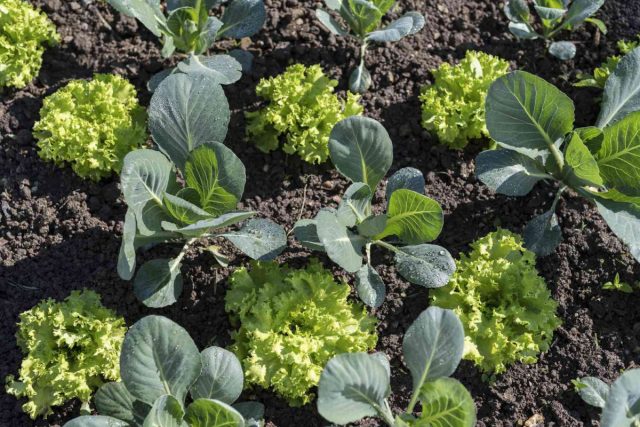 Можно выращивать среди «длинноногих» капуст салат, как листовой, так и кочанный, свёклу