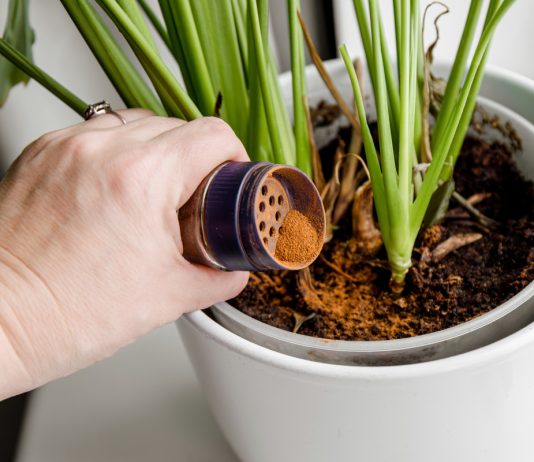 Что вы не знали о корице: способы применения приправы в саду