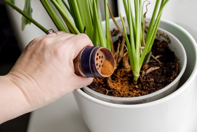 Что вы не знали о корице: способы применения приправы в саду