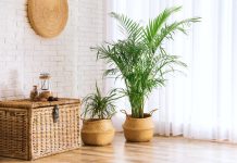 12 лучших пальм для комнатного выращивания