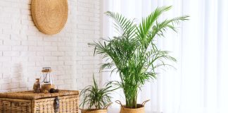 12 лучших пальм для комнатного выращивания