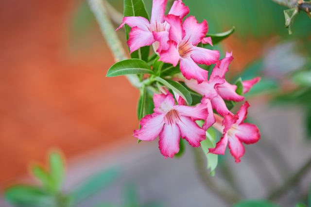 «Розовый» (‘Pink') - как следует из названия, этот сорт дает красивые розовые цветки, которые придают растению более нежный вид.