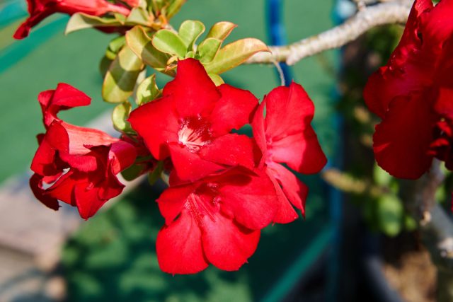 «Красный» (‘Red’) - это традиционная пустынная роза с яркими кораллово-красными цветками. Один из самых распространенных сортов адениума.