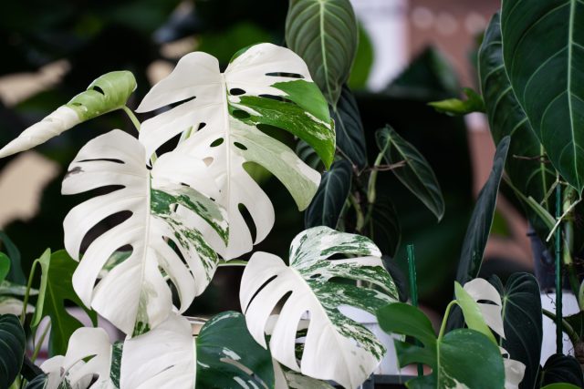 «Альба» (‘Albo variegata’) – эффектный и довольно требовательный в уходе сорт с белой вариегатностью листьев
