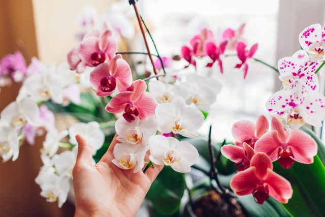 Самое удивительное, за что цветоводы любят и ценят орхидею фаленопсис, это ее цветки: удивительной формы с неповторимым сочетанием оттенков, разных цветов, с пятнышками, полосками и вкраплениями