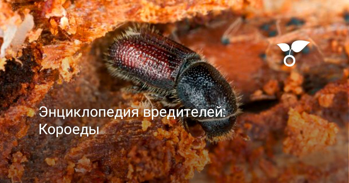 Короеды. Энциклопедия вредителей — Ботаничка