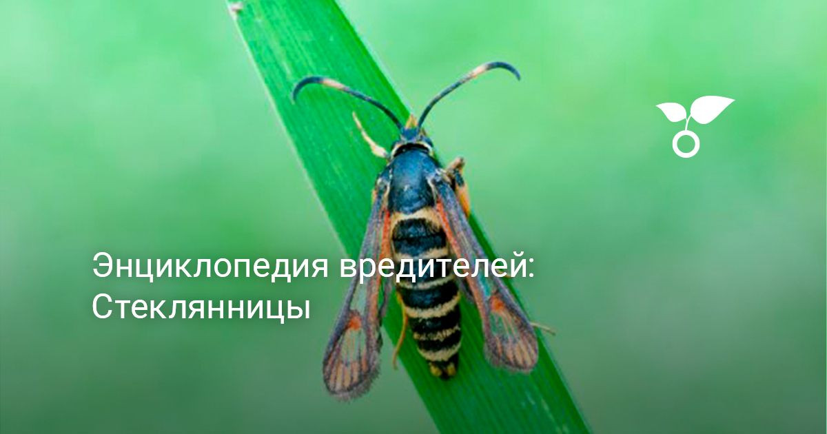 Стеклянницы. Энциклопедия вредителей — Ботаничка