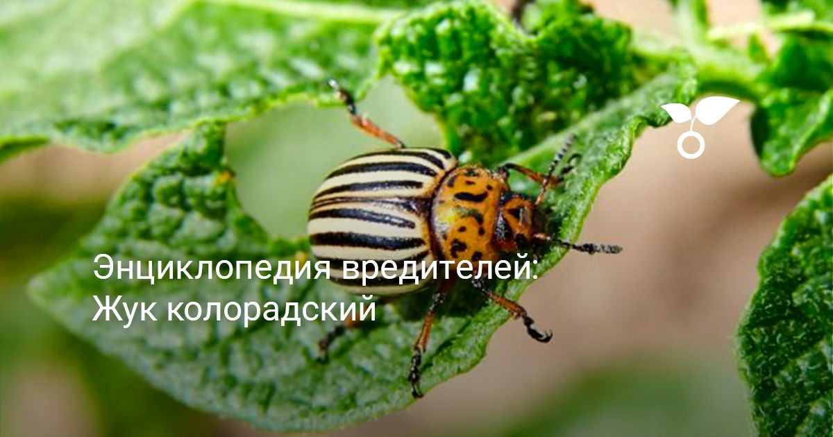 Жук колорадский. Энциклопедия вредителей — Ботаничка