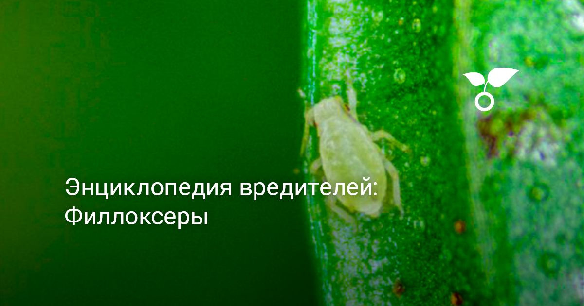 Филлоксеры. Энциклопедия вредителей — Ботаничка