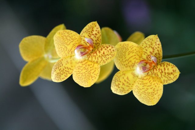 Орхидея «Голден Беллс» (Phalaenopsis ‘Golden Bells’)