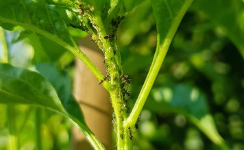 Как не дать муравьям захватить огород: советы по контролю вредителя