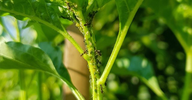 Как не дать муравьям захватить огород: советы по контролю вредителя