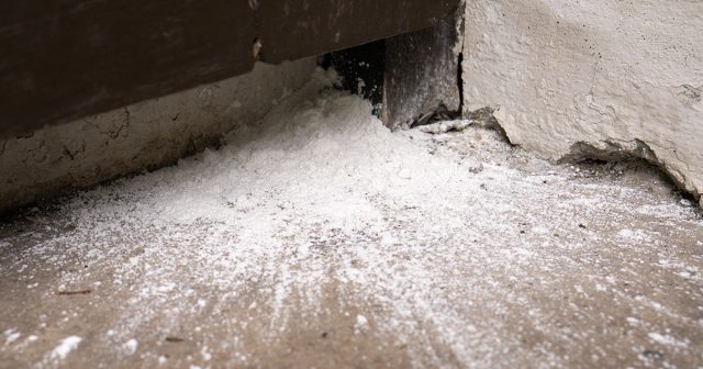 При реальном использовании оказывается, что махорочная пыль, сода или горчица не оказывают на муравьёв никакого эффекта