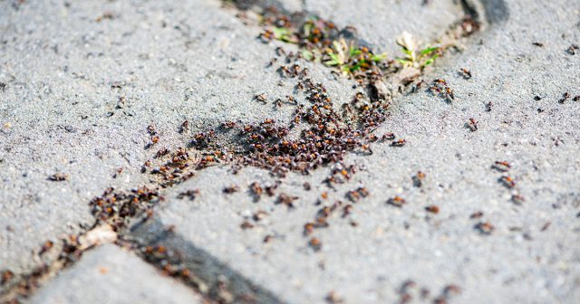 Обнаруженный муравейник можно просто пролить горячей водой