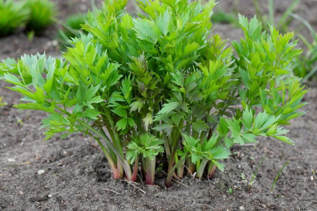 Юные листики любистока хороши в качестве салатной зелени