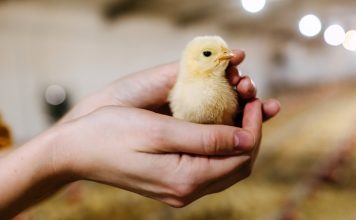 Как правильно выбрать суточных или подрощенных цыплят — советы профессионала