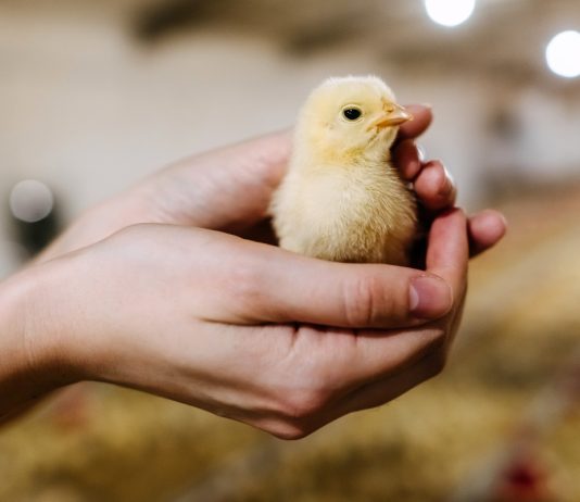 Как правильно выбрать суточных или подрощенных цыплят — советы профессионала