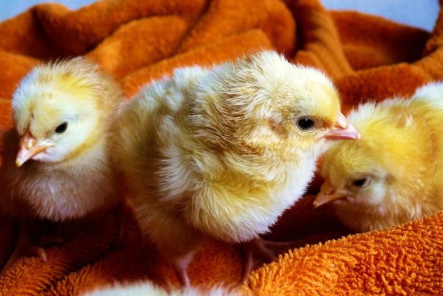 Перед покупкой суточных цыплят важно не только оценить их самих, но и помещение или клетку, где они содержатся