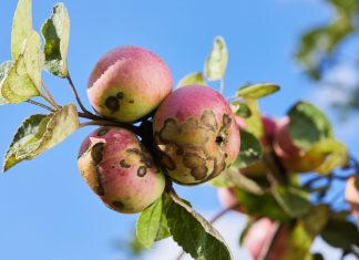 Как защитить свои яблони и груши от парши