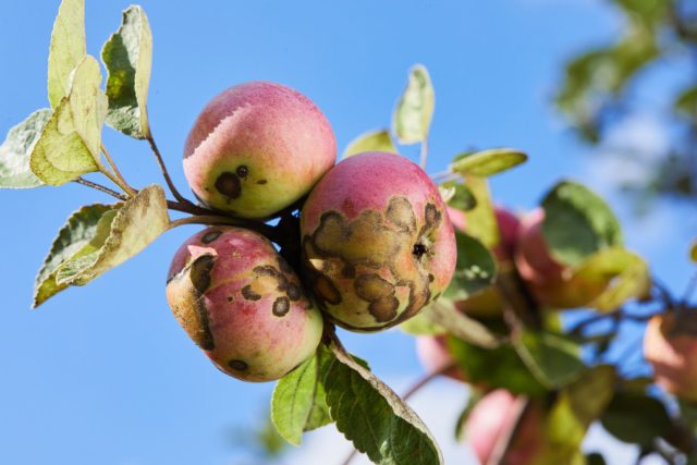 Как защитить свои яблони и груши от парши