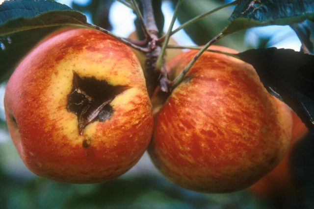 Пятна парши на яблоках округлые серо-черные со светлым узким ободком от разрыва кожицы