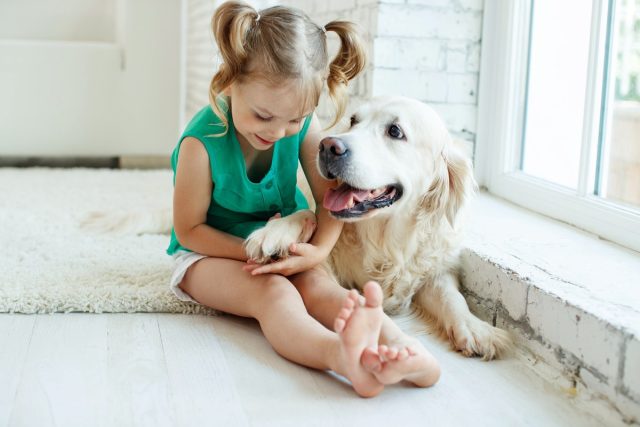 На лидирующее место среди десяти лучших собак для семей с детьми можно смело поставить именно золотистых ретриверов