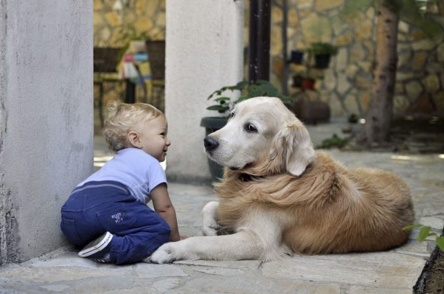 Лабрадоры - дружелюбные собаки-компаньоны, которые способны терпеть очень многие детские шалости
