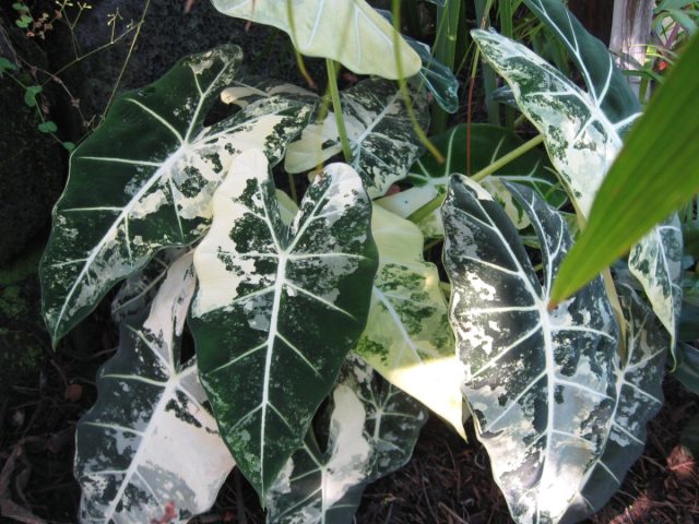 Алоказия вариегатная "Фридек" (Alocasia variegated ’Frydek’)
