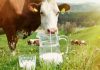Лучшие молочные породы коров для фермерства
